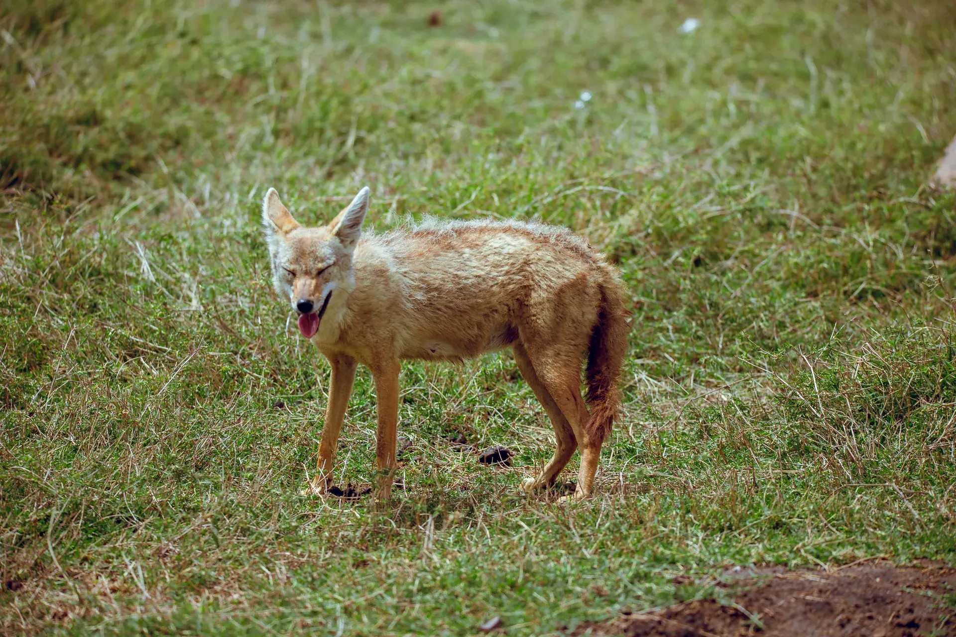 Wildlife in an East African safari landscape